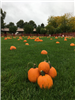 Pumpkins