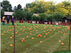 A field full of pumpkins
